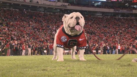 The UGA Mascot's Rise to Fame: A Journey of Success and Adversity